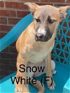 adoptable Dog in  named SNOW WHITE