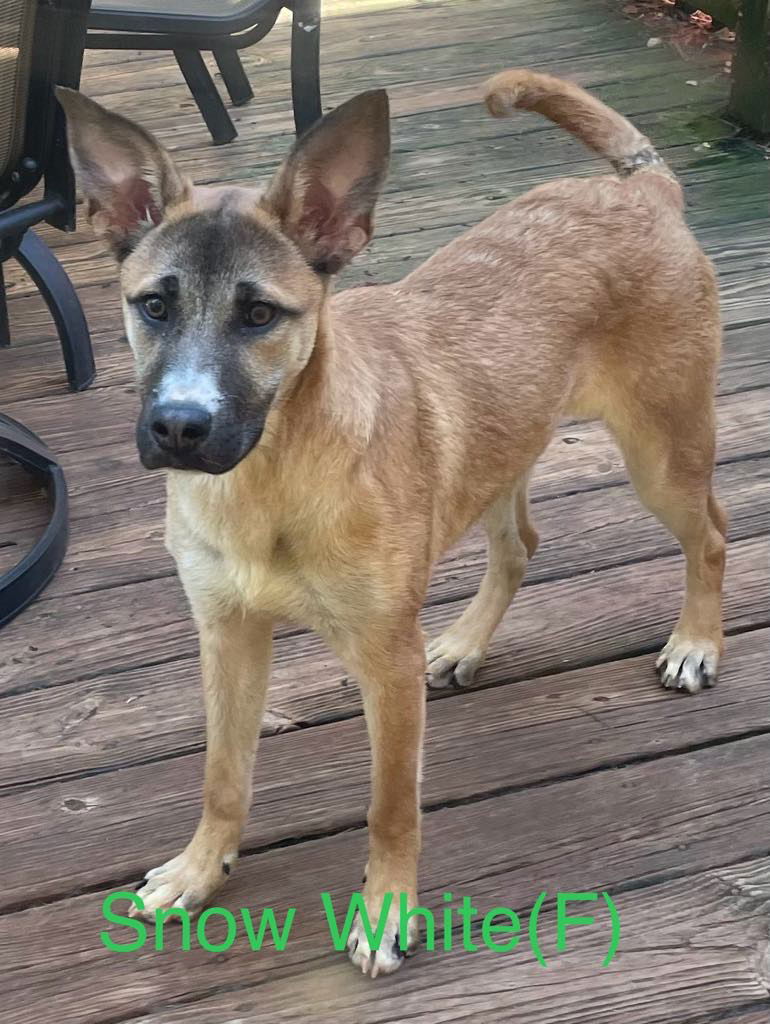 adoptable Dog in Lebanon, CT named SNOW WHITE