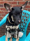 adoptable Dog in , CT named QUEEN