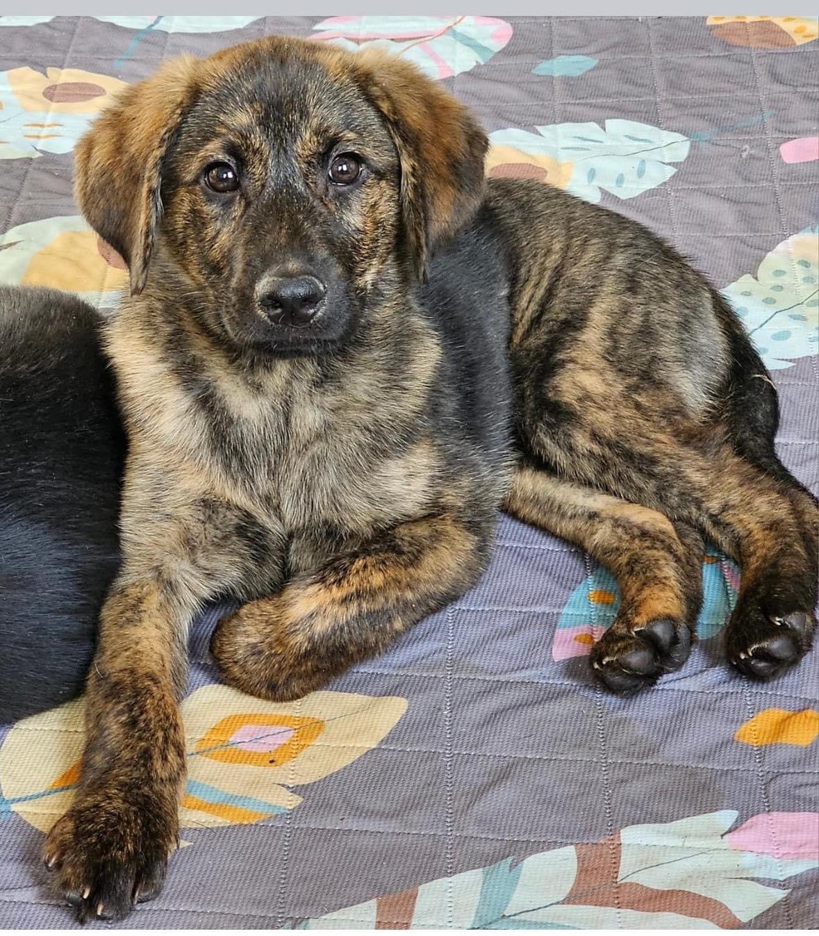 adoptable Dog in Lebanon, CT named JUPITER