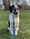 adoptable Dog in , CT named ROSWELL