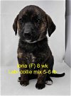 adoptable Dog in lebanon, CT named IONA