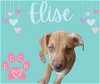 adoptable Dog in  named ELISE
