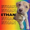 adoptable Dog in  named ETHAN