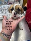 adoptable Dog in  named GEORGE