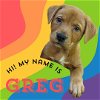 adoptable Dog in  named GREG