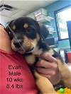 adoptable Dog in  named EVAN