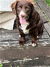 adoptable Dog in , NJ named HERSHEY