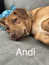 adoptable Dog in , CT named ANDI