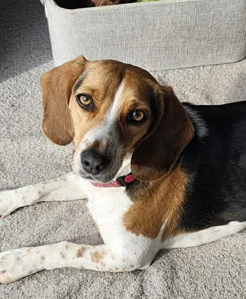 picture of the dog needing adoption