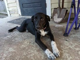 adoptable Dog in Lebanon, CT named AUGUSTA