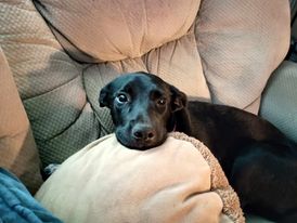 adoptable Dog in Lebanon, CT named ABBINGTON