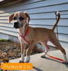 adoptable Dog in  named PUMPKIN