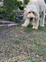 adoptable Dog in Lebanon, CT named Turlock