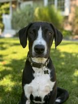 adoptable Dog in Lebanon, CT named MUNCIE