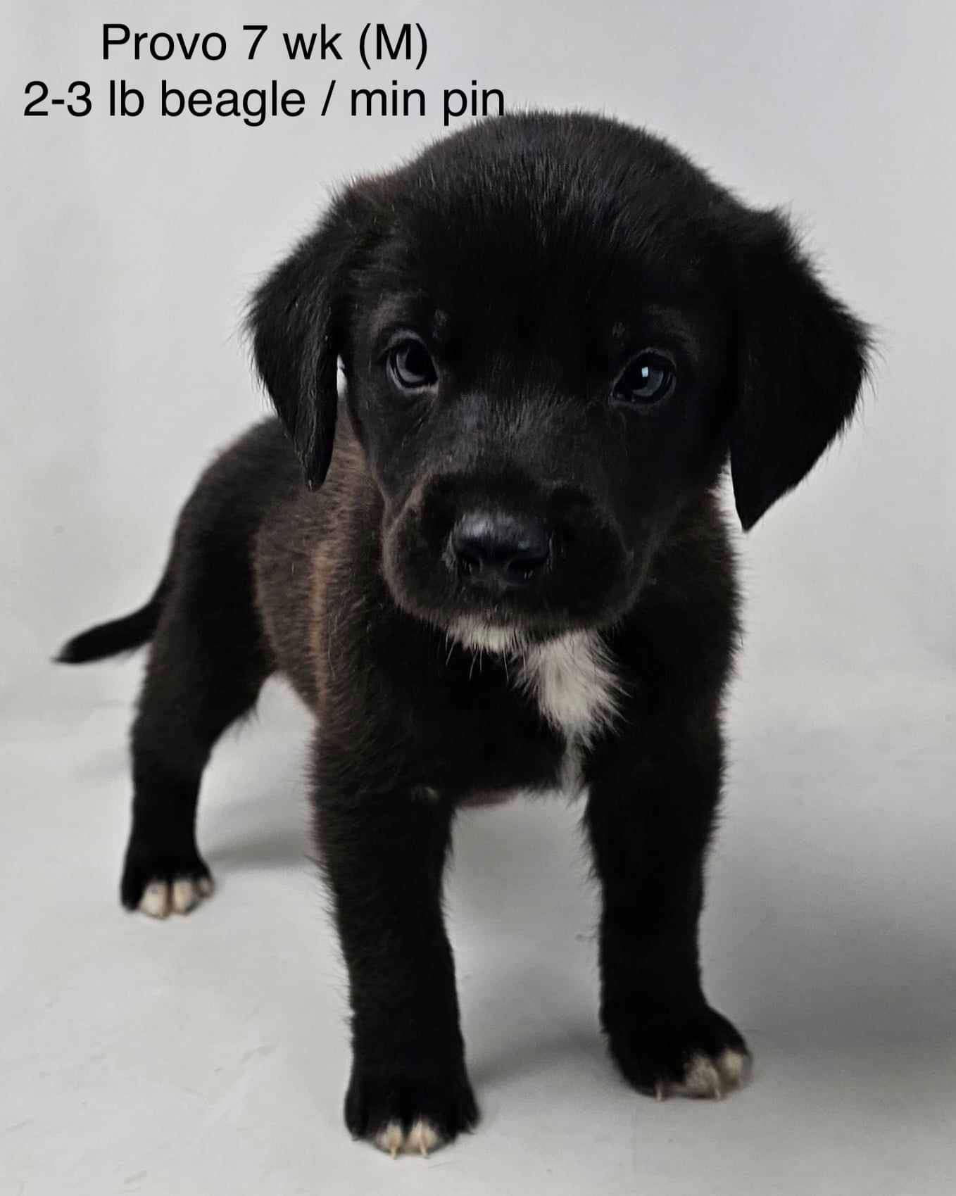 adoptable Dog in Lebanon, CT named PROVO