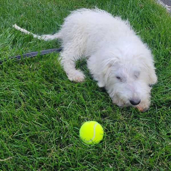 adoptable Dog in Lebanon, CT named SACRAMENTO