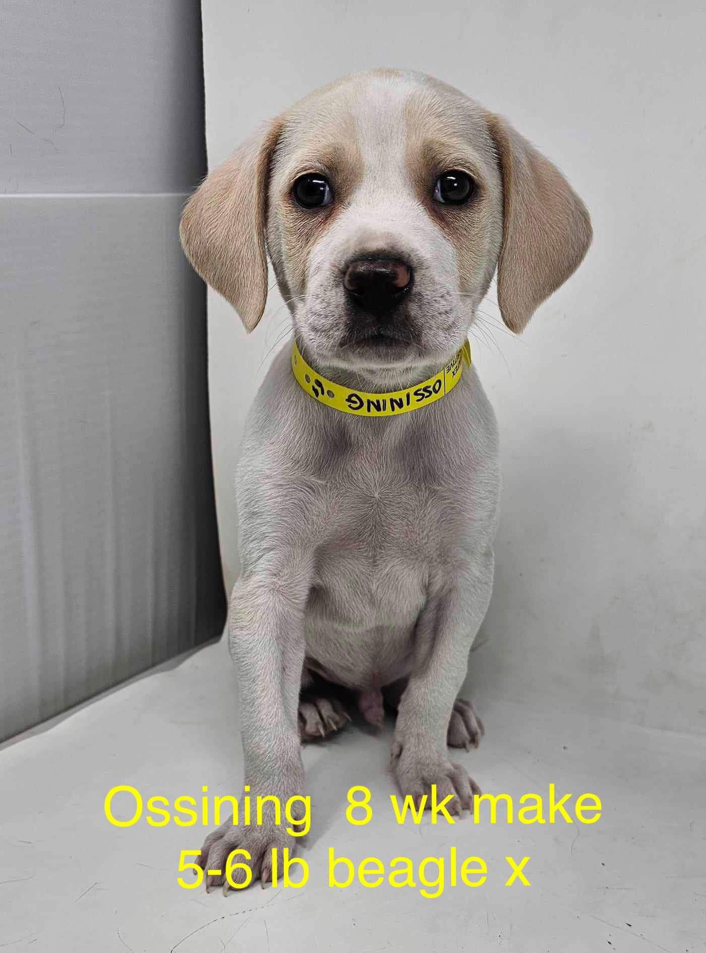 adoptable Dog in Lebanon, CT named OSSINGING