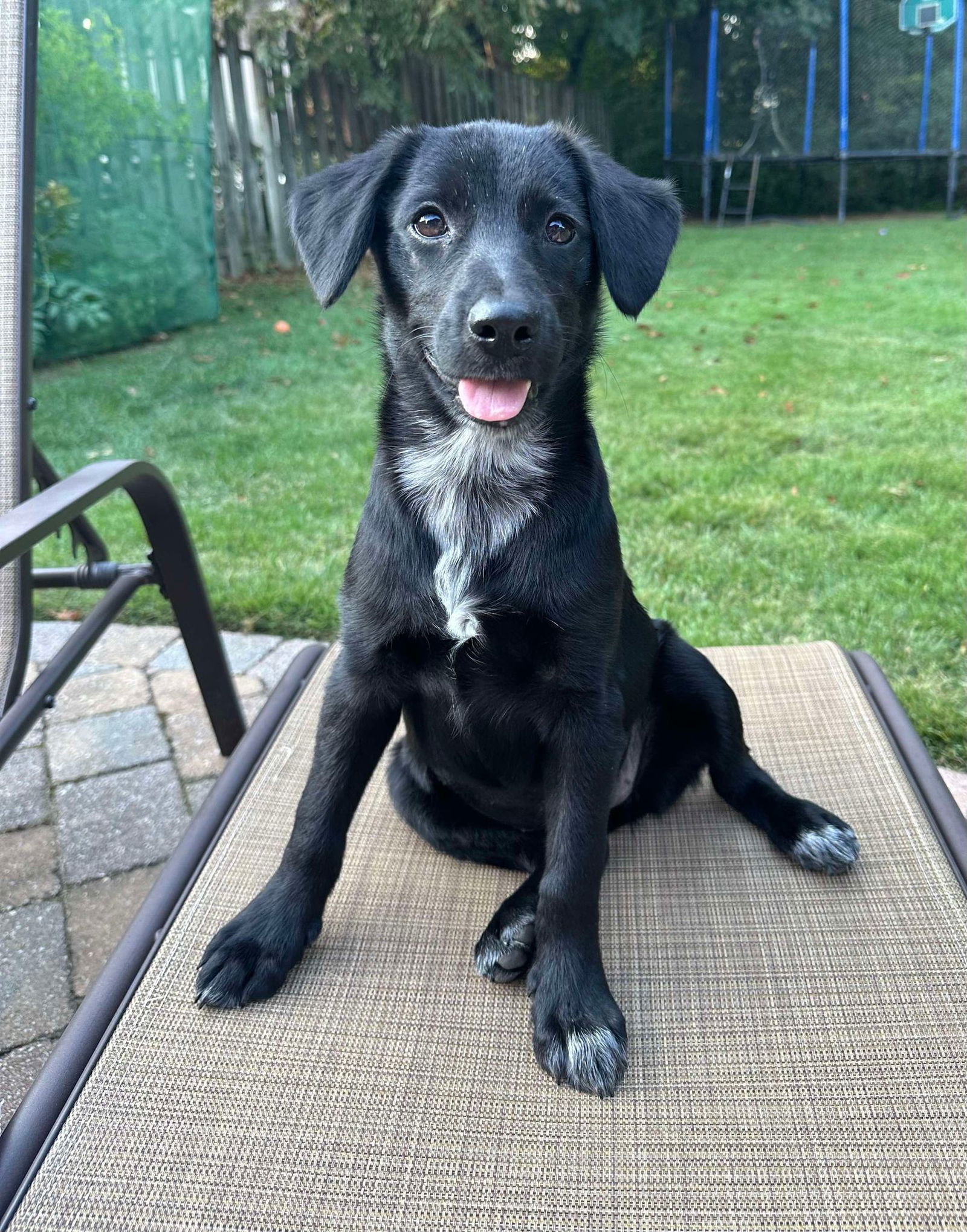 adoptable Dog in Lebanon, CT named BATON ROUGE