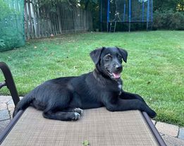 adoptable Dog in Lebanon, CT named BEACH