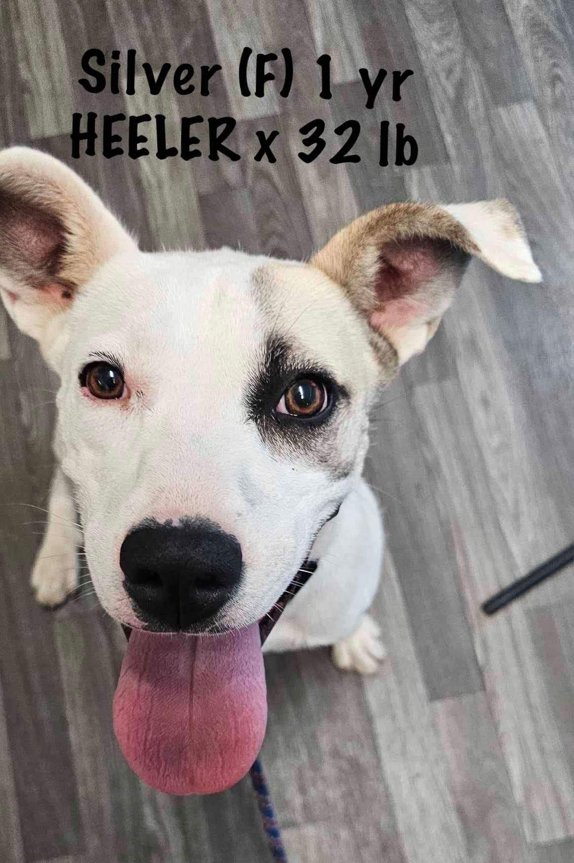 adoptable Dog in Lebanon, CT named Silver