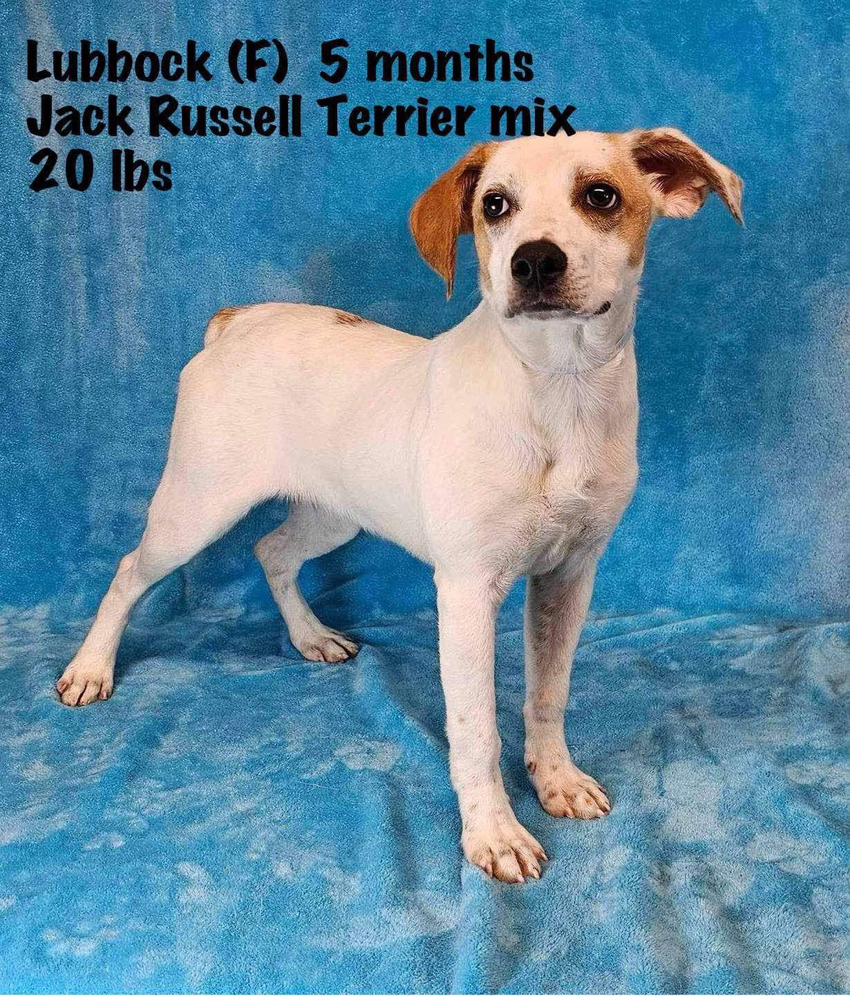 adoptable Dog in Lebanon, CT named LUBBOCK