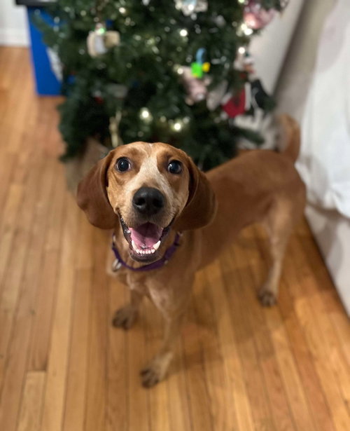 picture of the dog needing adoption