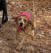 Gordon - Photo 8