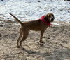 Gordon - Photo 7