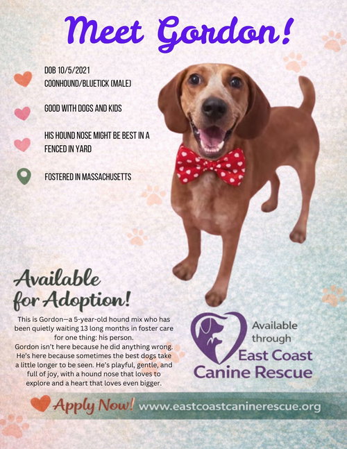 picture of the dog needing adoption