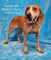 adoptable Dog in  named Gordon