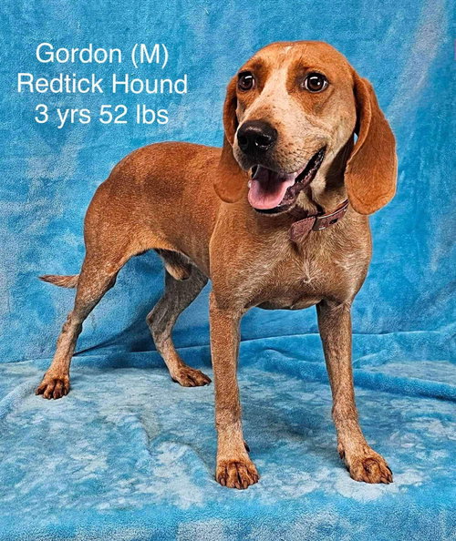Photo of Gordon