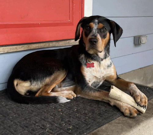 picture of the dog needing adoption