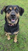 adoptable Dog in , CT named America