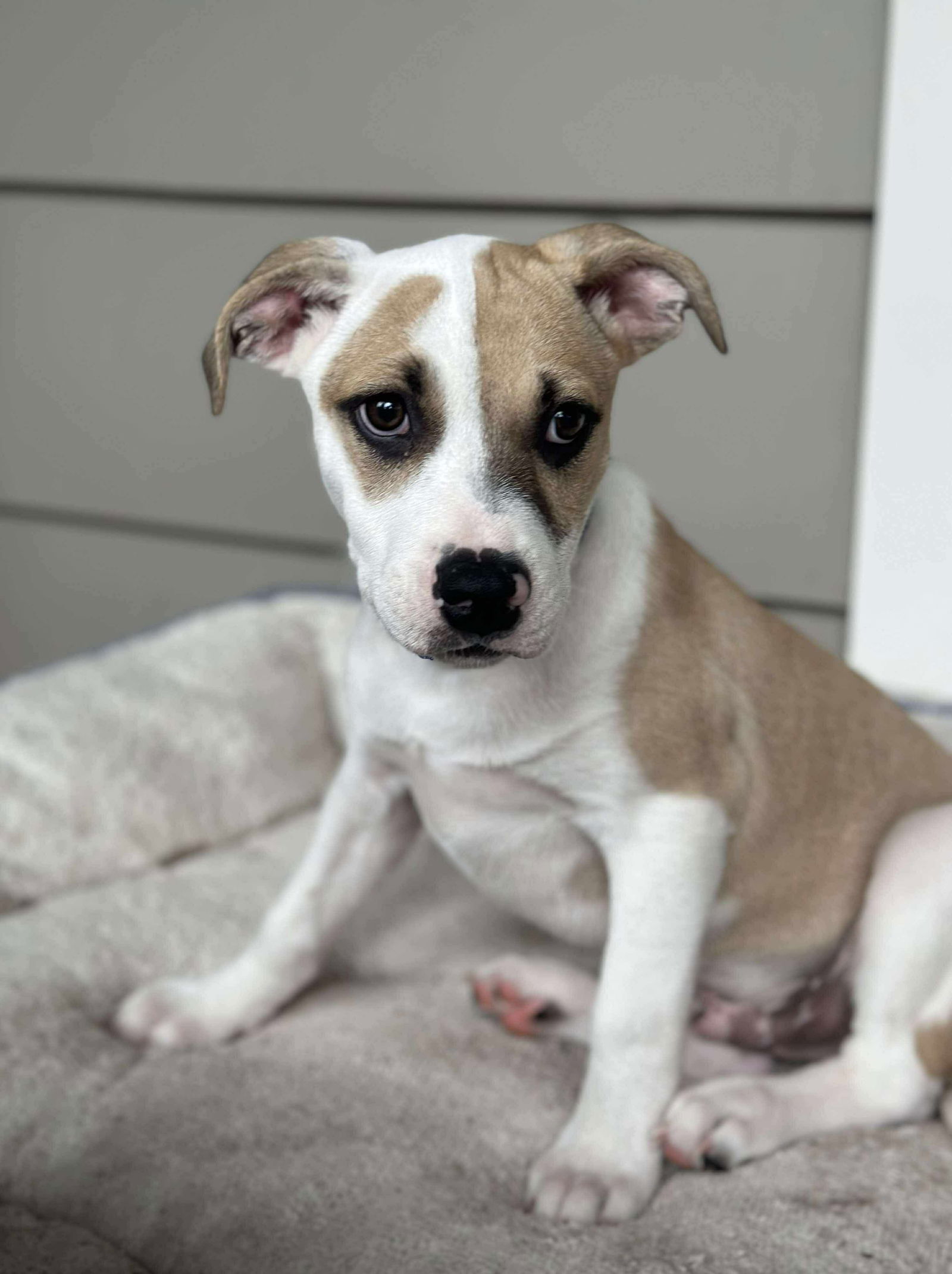 adoptable Dog in Lebanon, CT named ADAM SAID