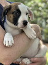 adoptable Dog in  named ALONE AT LAST