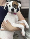 adoptable Dog in  named AMORE AT THE GRAND