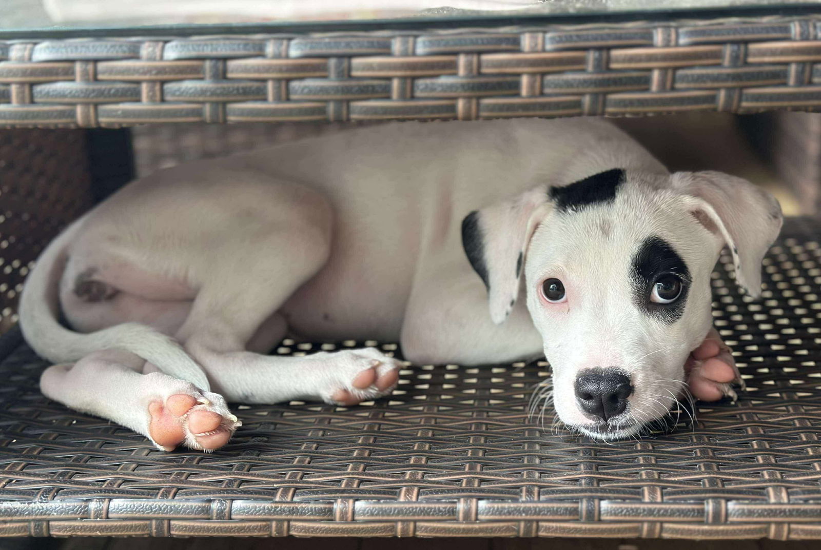 adoptable Dog in Lebanon, CT named ALL HAIL THE QUEEN