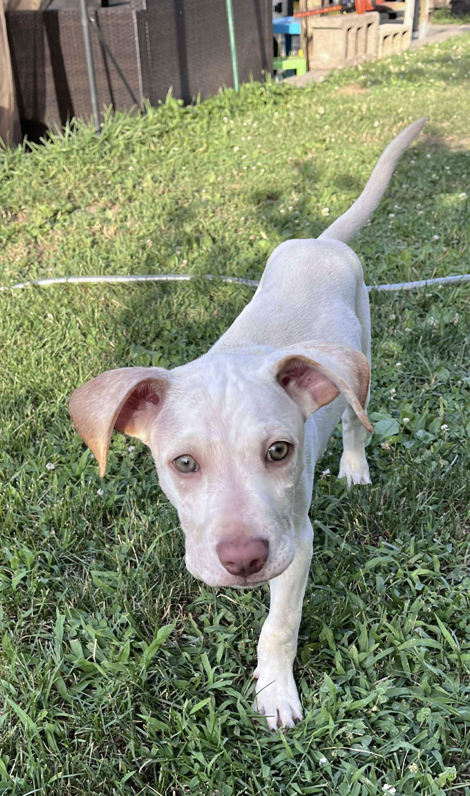 adoptable Dog in Lebanon, CT named GOLD RUSH