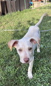adoptable Dog in , CT named GOLD RUSH