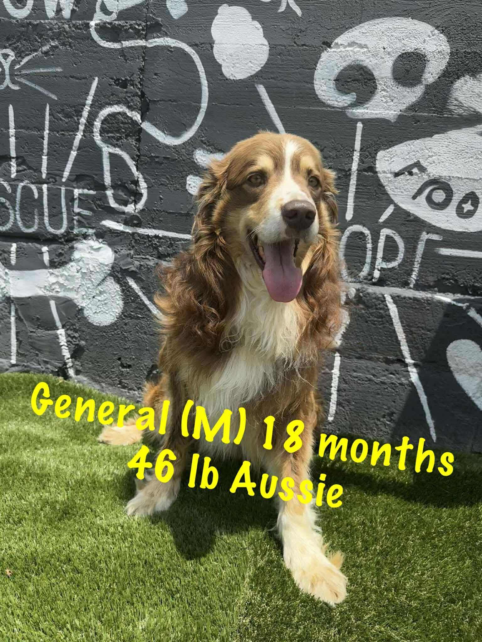 adoptable Dog in Lebanon, CT named General