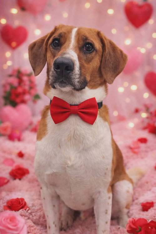 KRYPTONITE - Hound available for adoption