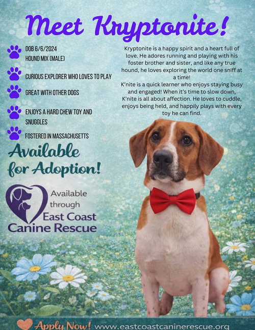 picture of the dog needing adoption