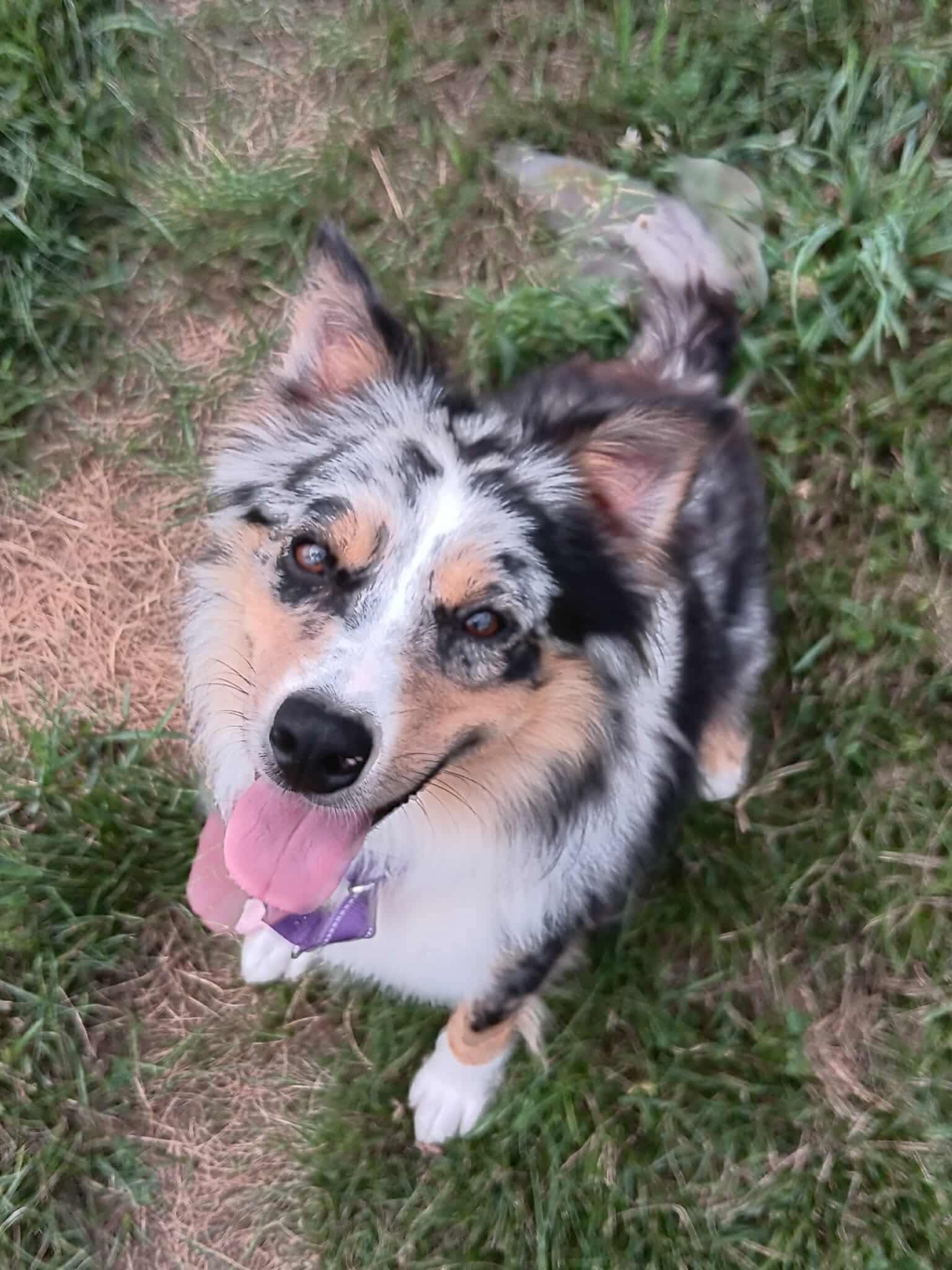 adoptable Dog in Lebanon, CT named Color To Watch