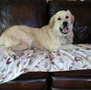 adoptable Dog in  named Eminence