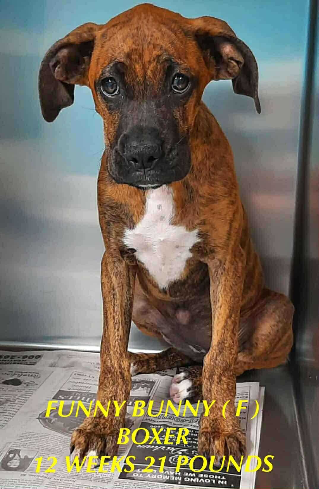 adoptable Dog in Lebanon, CT named FUNNY BUNNY
