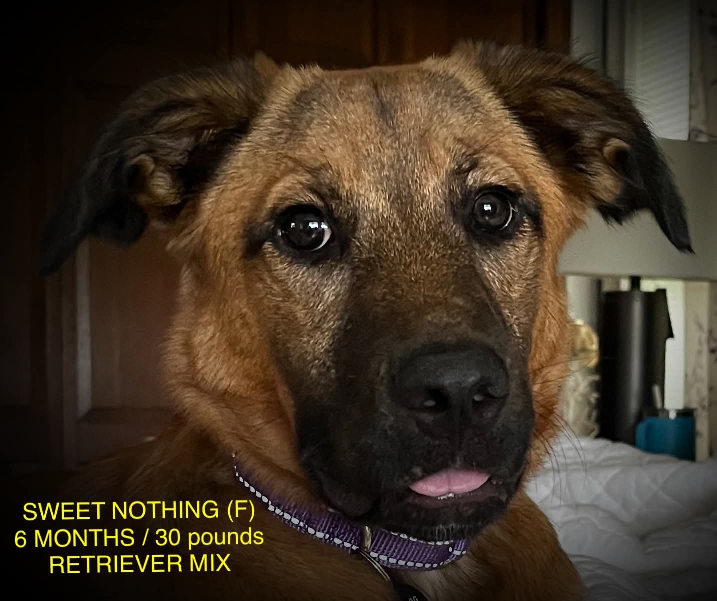 adoptable Dog in Lebanon, CT named SWEET NOTHING