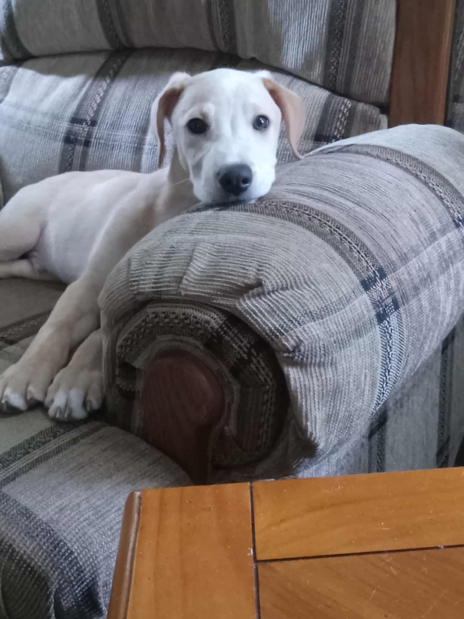 adoptable Dog in Lebanon, CT named GRAPELY