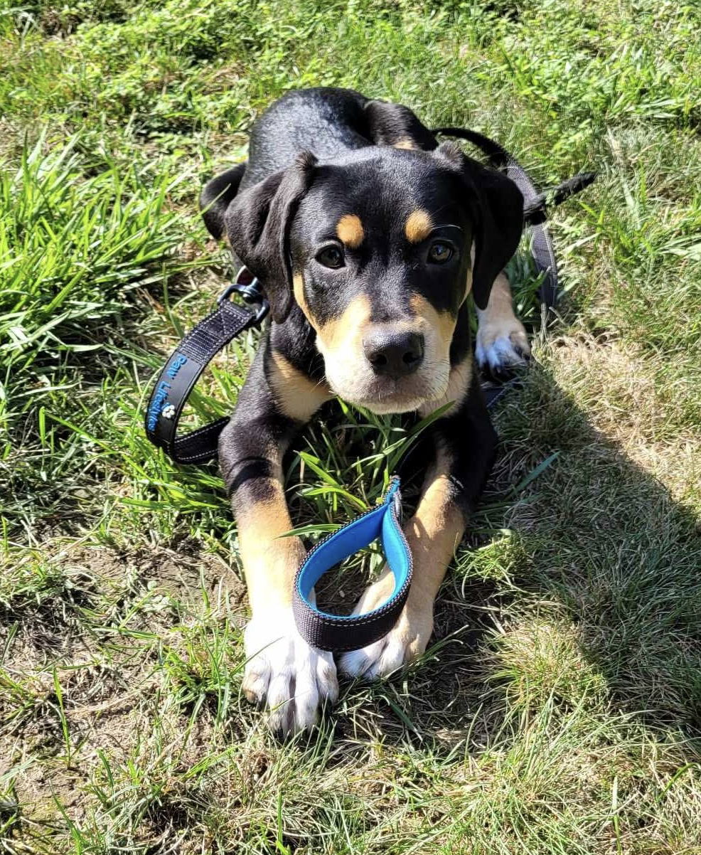 adoptable Dog in Lebanon, CT named JENNY