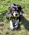 adoptable Dog in  named JENNY